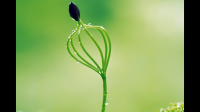 一個(gè)小草的力量怎么會(huì)這么大?相同的五種說(shuō)法